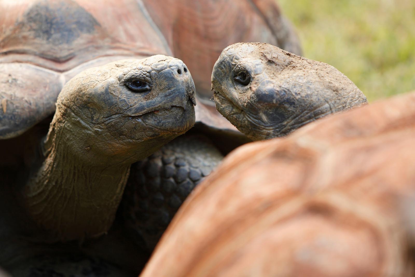 Conserving Giants Galápagos Conservancys Mission on World Turtle Day