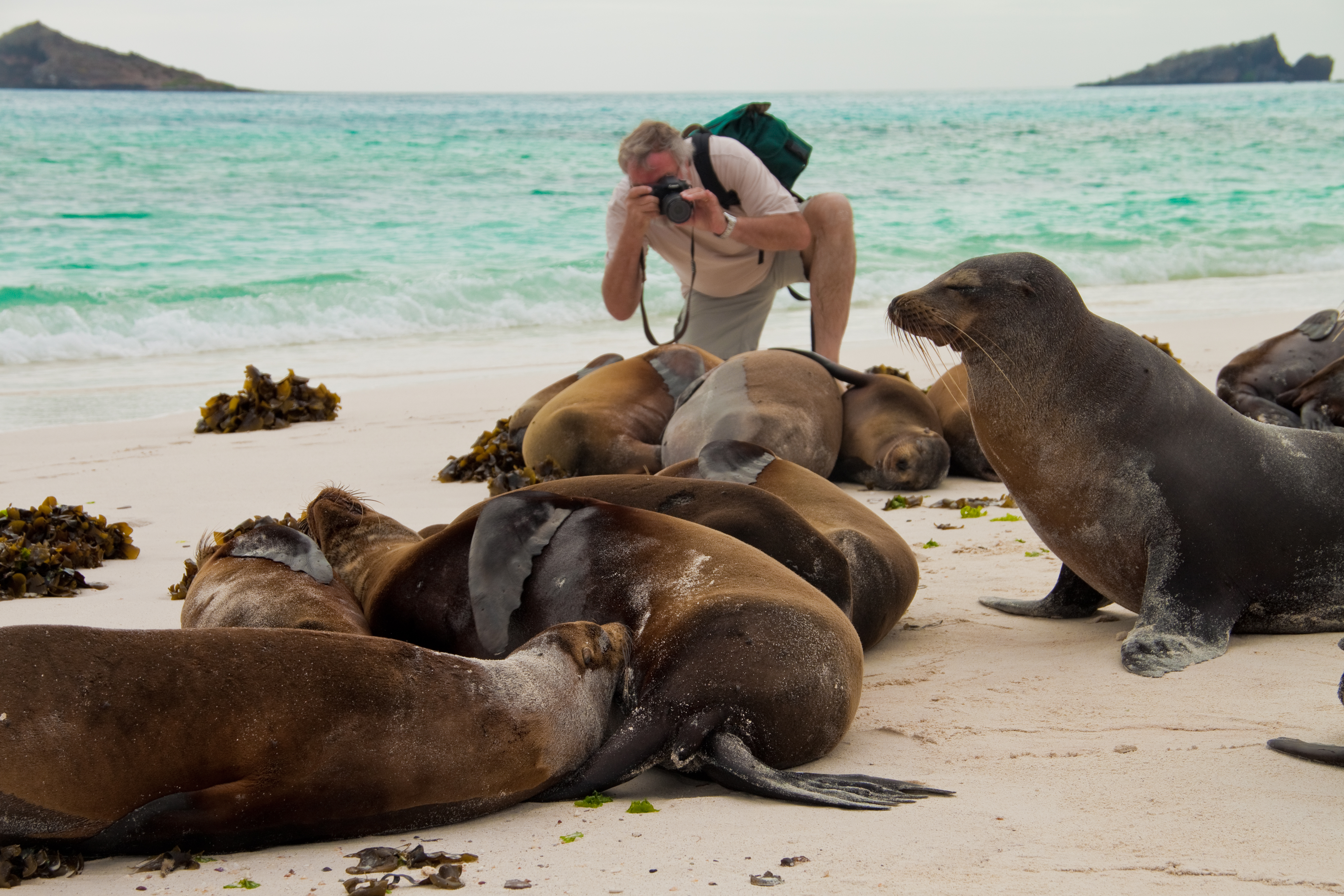 Galapagos Gardner Bay excursion - Sea Lions