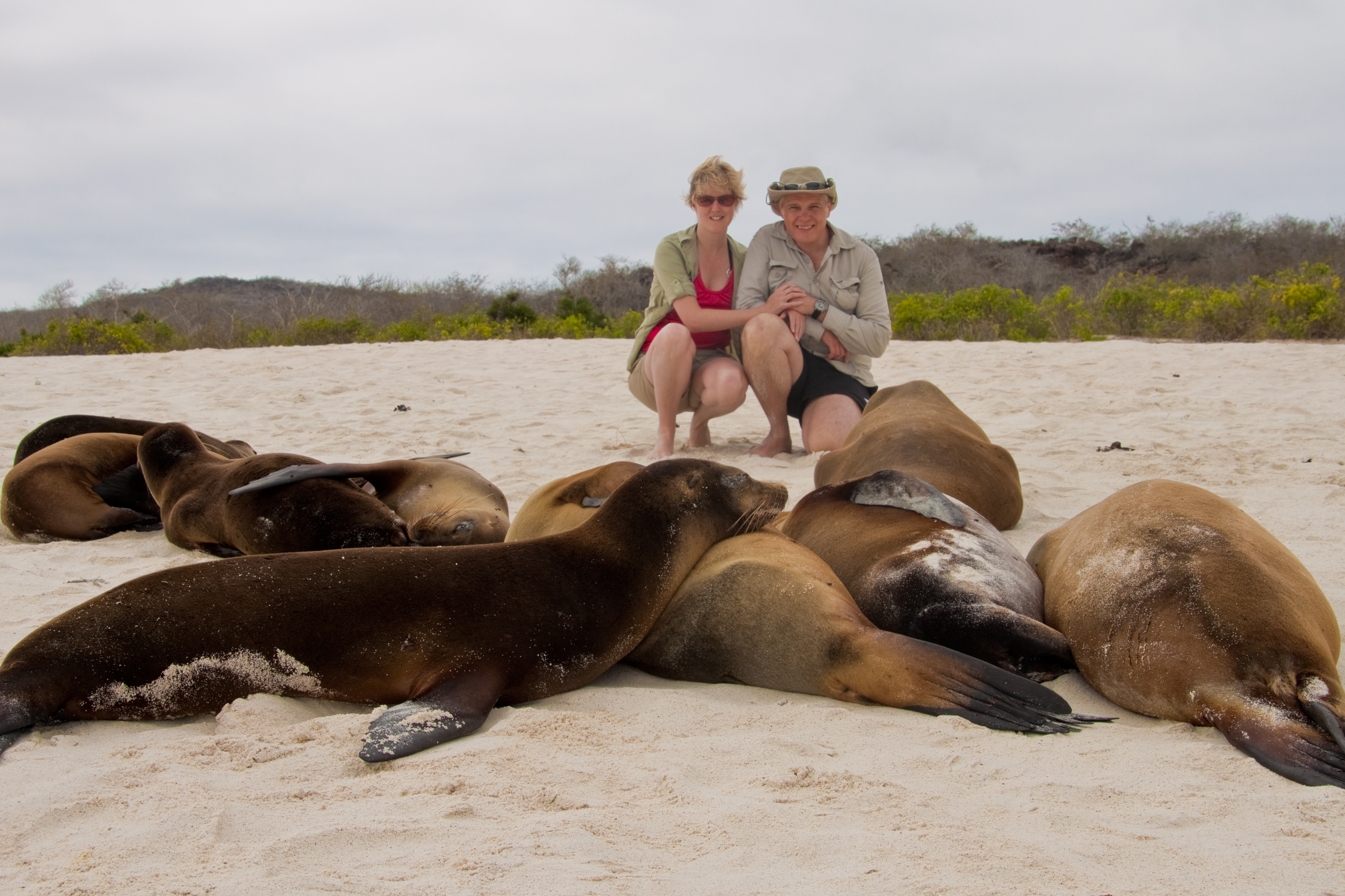 Sea Lions Bachas