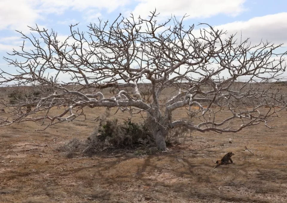 Ecological monitoring in Baltra and North Seymour Islands
