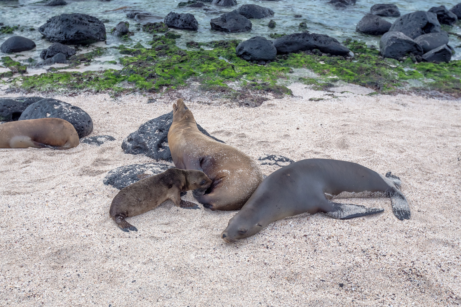 Sea Lions