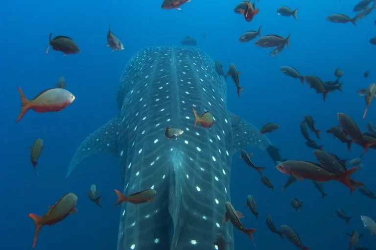 Whale Shark with Satellite Tag