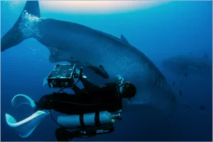 Performing Ultrasound on Whale Shark