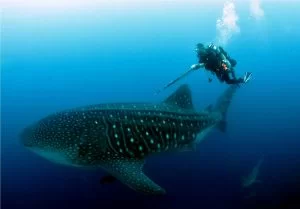Studying Whale Shark