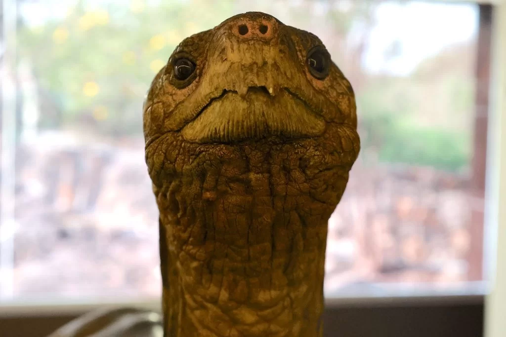 Close-up of Lonesome George
