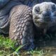 Giant tortoise galapagos
