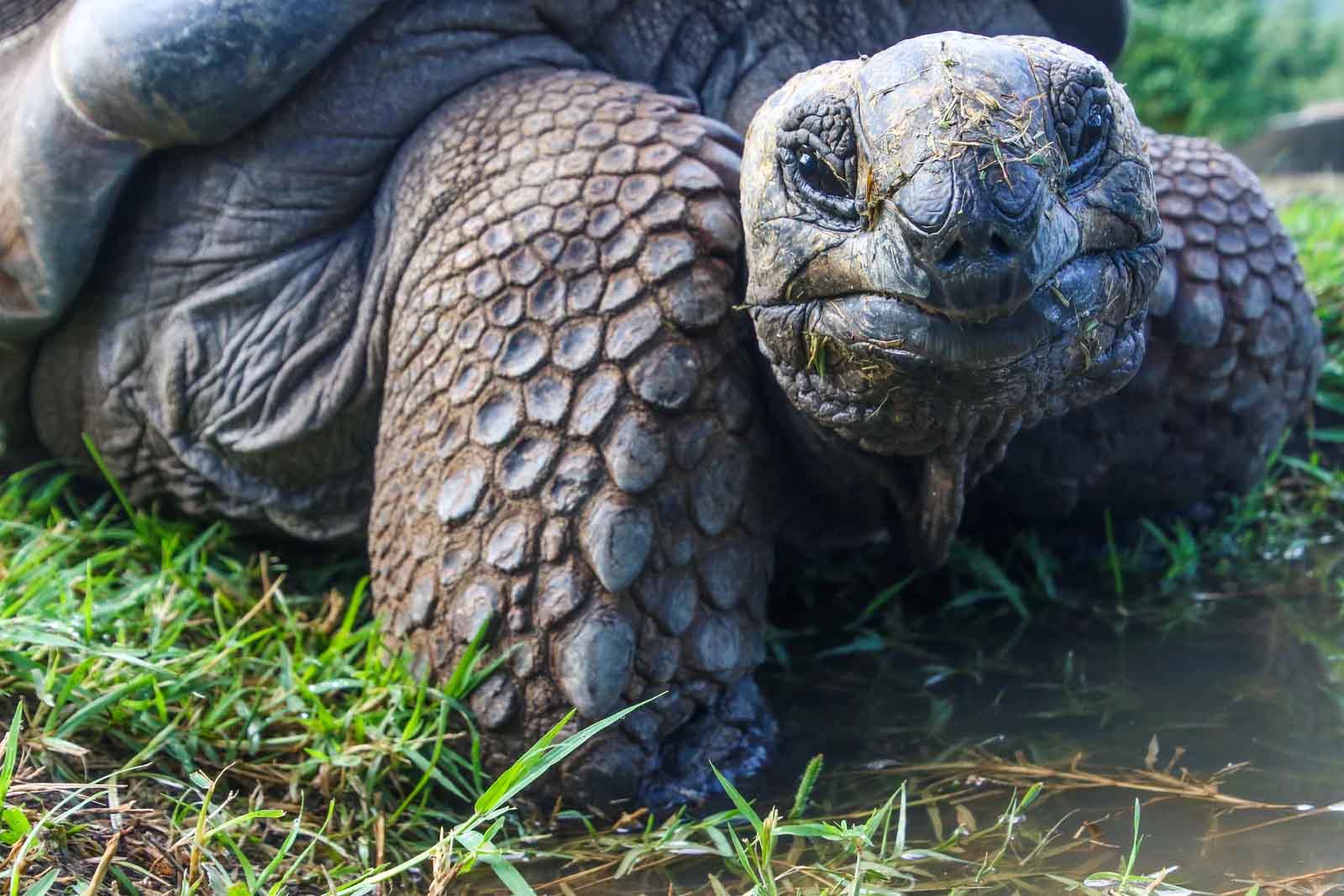 Giant tortoise galapagos