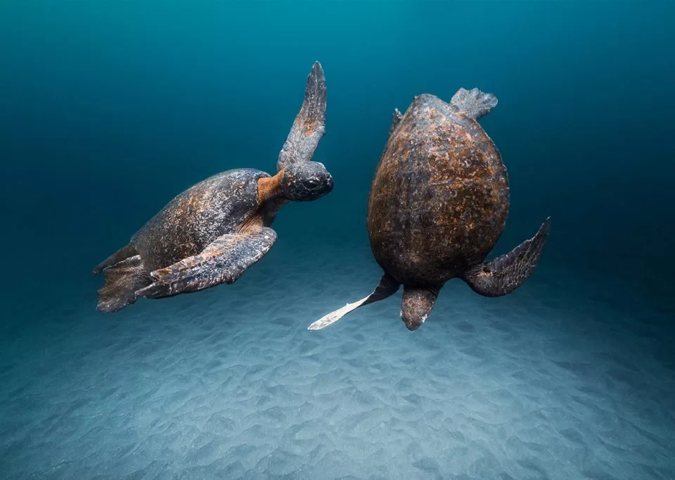 Green Sea Turtles