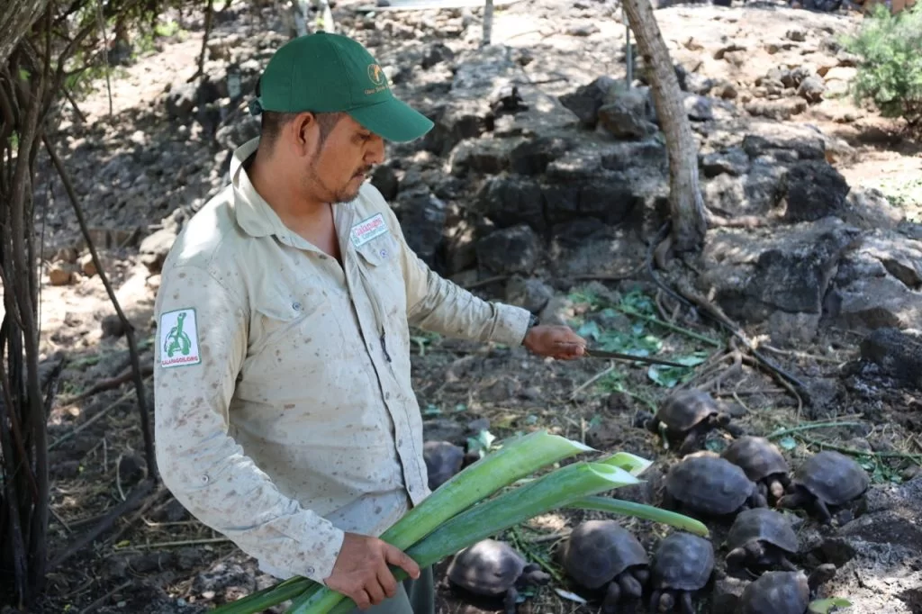 Walter feeding Giant tortoises with Otoy