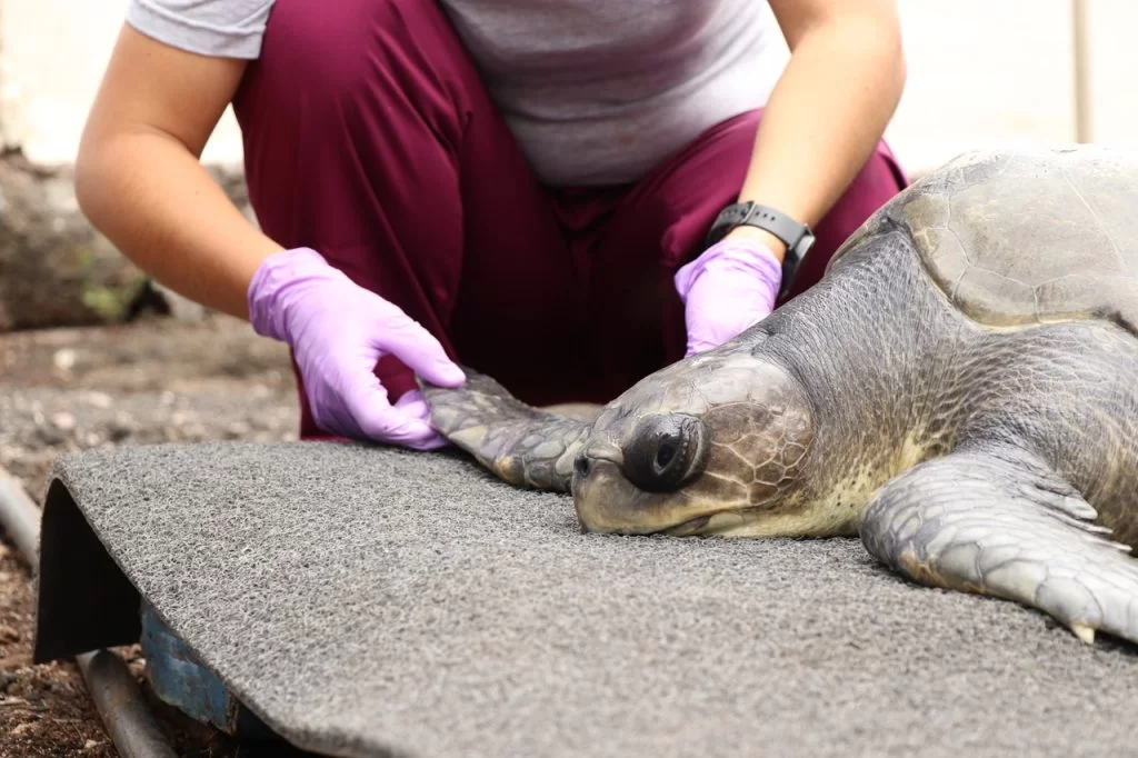 RRN staff treating a sea turtle