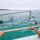 Coral Farm in Santa Cruz Island