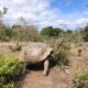 Galápagos Giant Tortoise at Cerro Azul