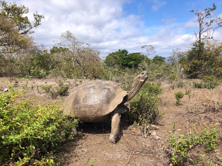 Galápagos Giant Tortoise at Cerro Azul