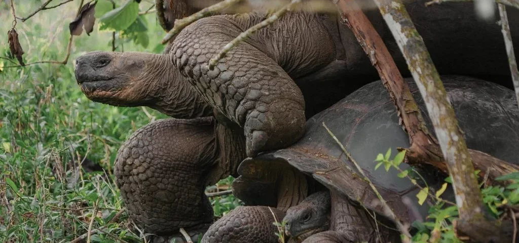 Galápagos Giant Tortoises