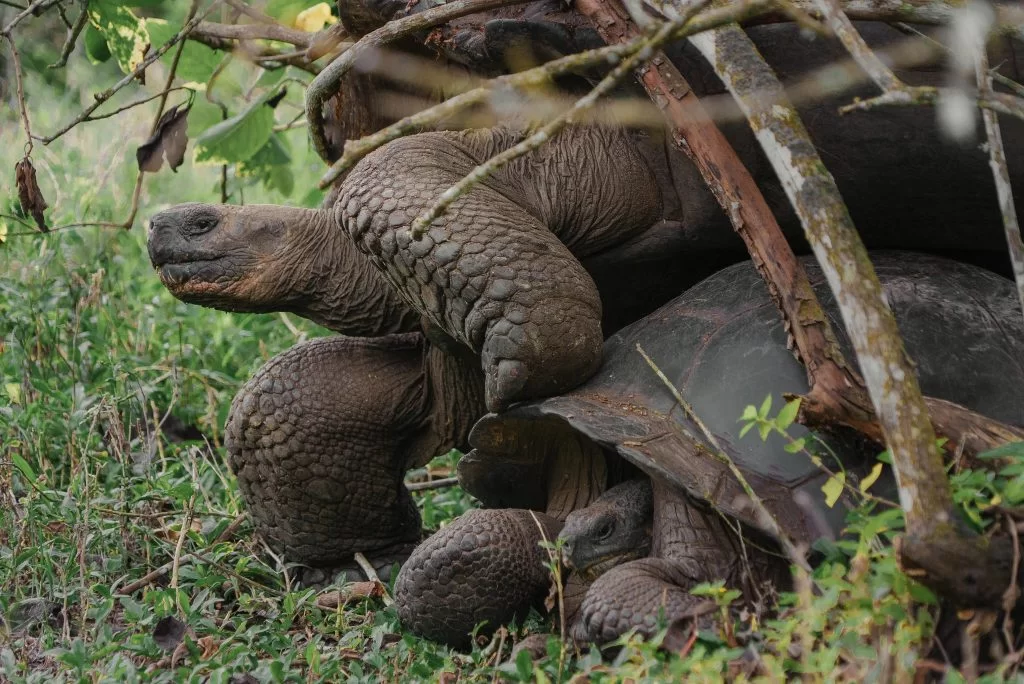 Galápagos Giant Tortoises