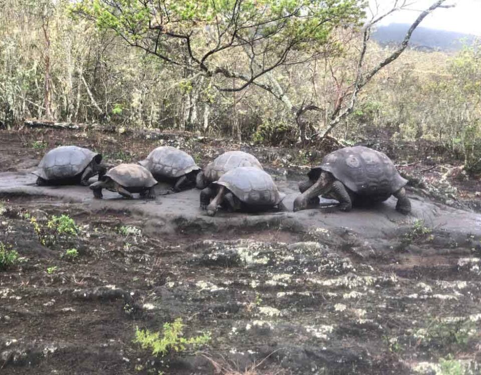 Group of Galápagos Giant Tortoises at Cerro Azul