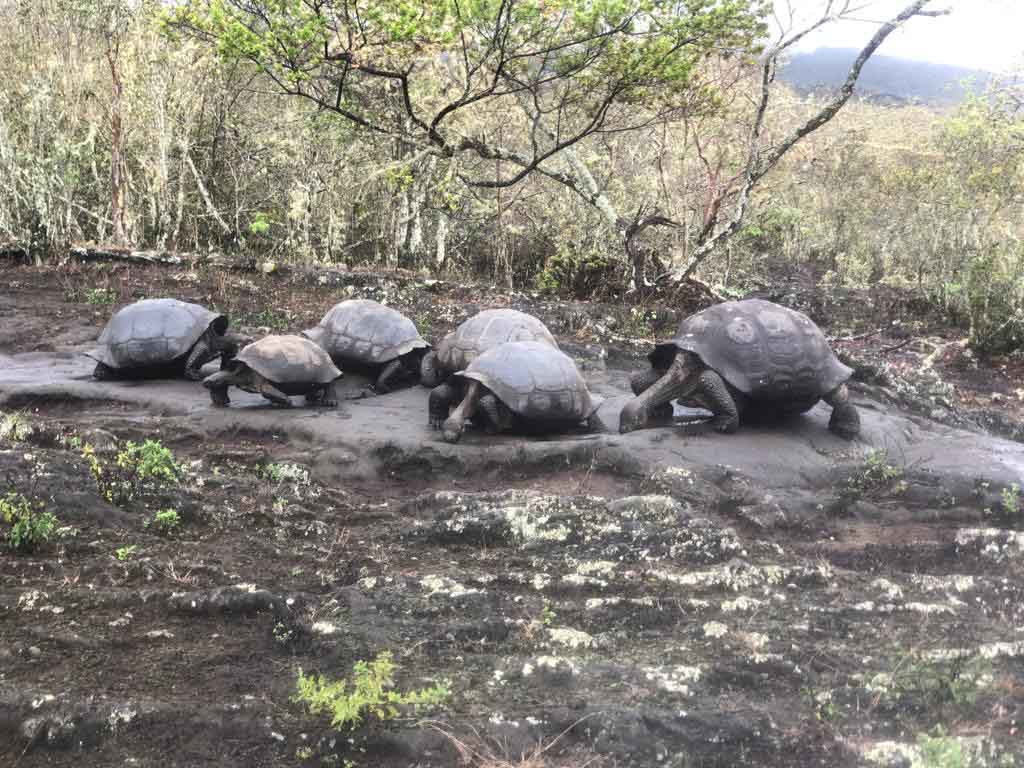 Group of Galápagos Giant Tortoises at Cerro Azul