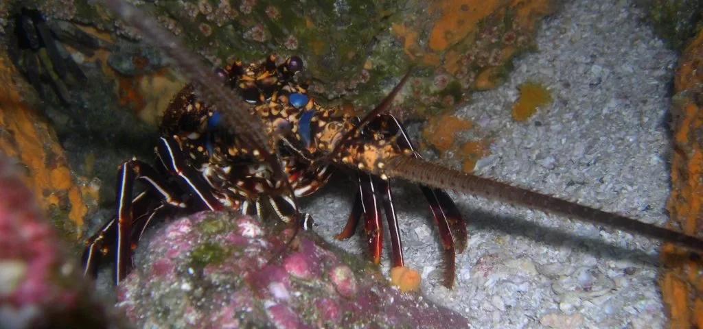Spiny Lobster in its natural habitat