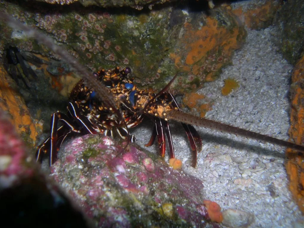 Spiny Lobster in its natural habitat