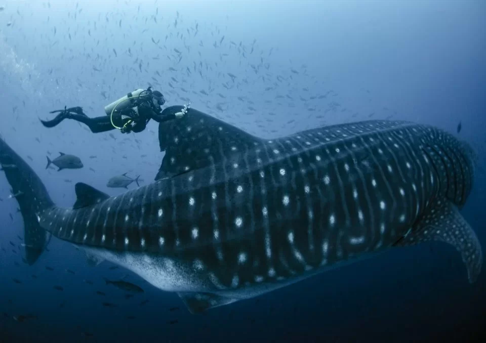 Whale shark