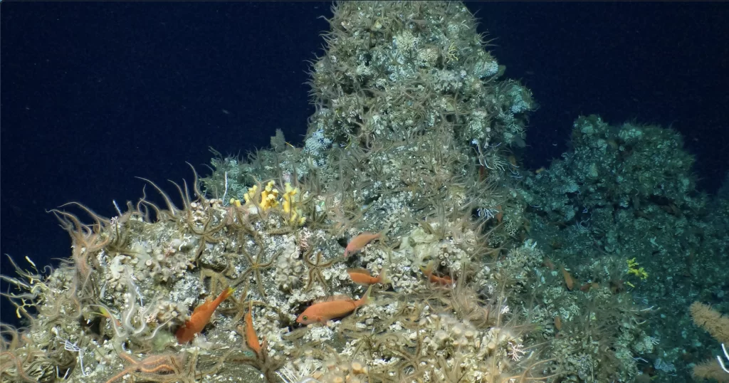 Coral Reef discovery in Galápagos