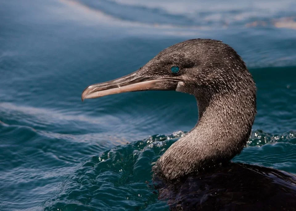 Flightless Cormorant swimming