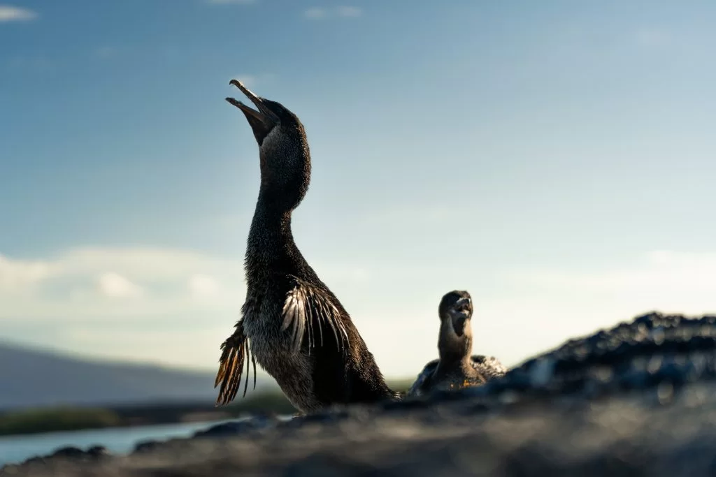 Flightless Cormorants