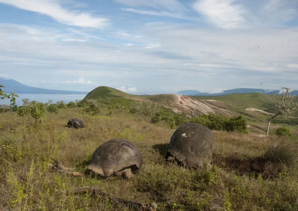 Isabela Giant Tortoises