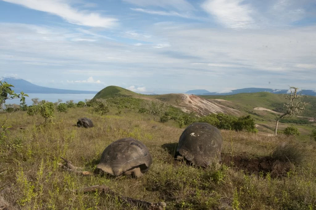 Isabela Giant Tortoises