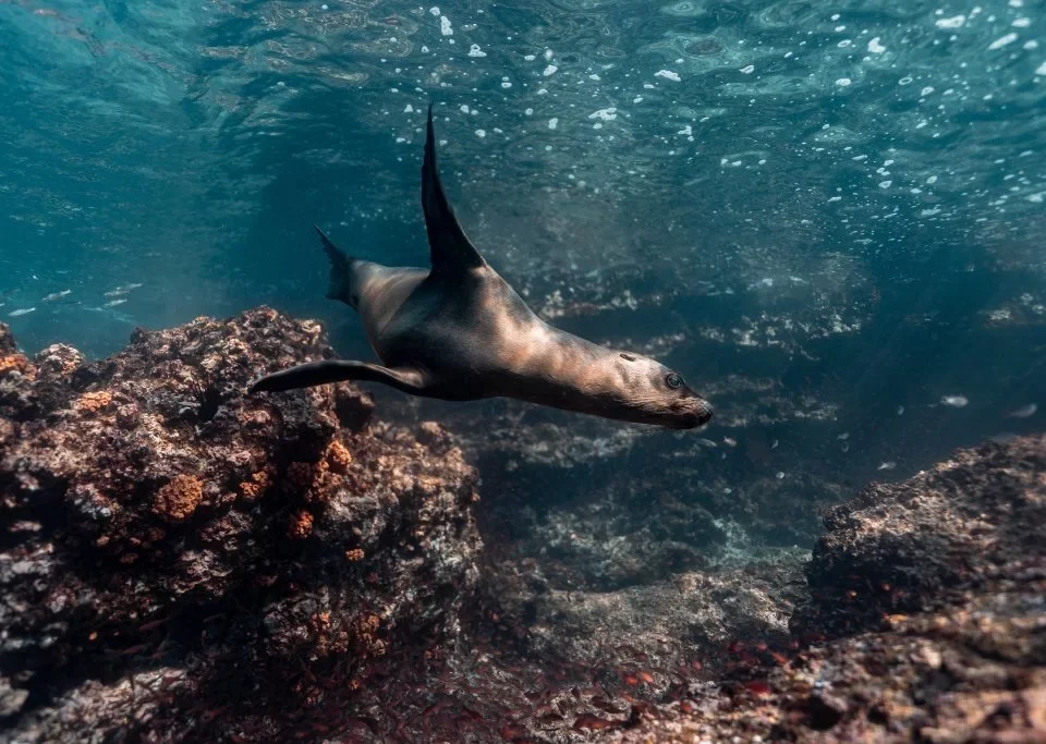 Sea Lion swimming in the Galápagos Marine Reserve