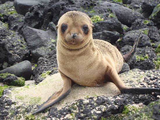 Sea Lion Galapagos