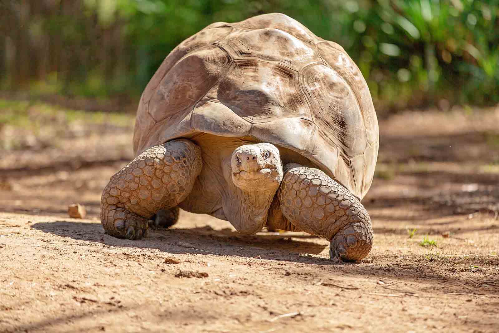 Galapagos Tortoise