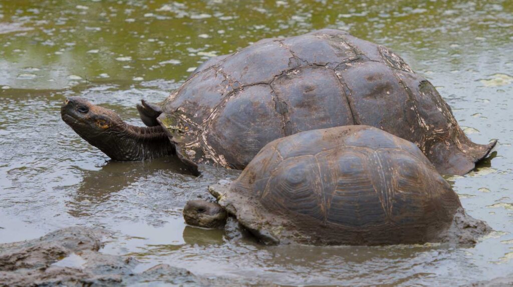 Galapaguera de Cerro Colorado