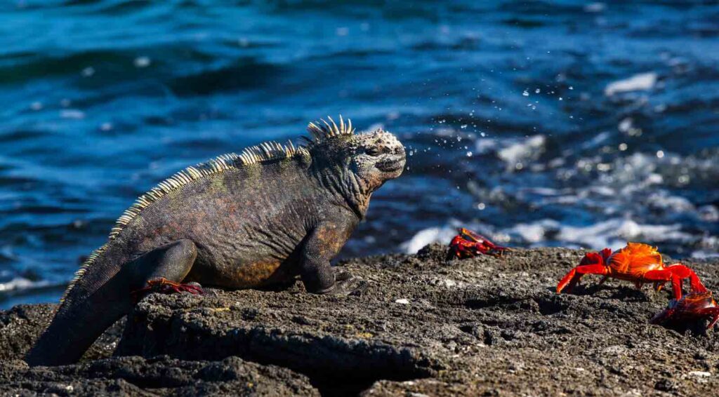 Marine iguana