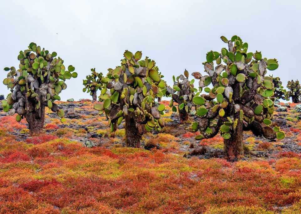 discovering the galapagos cacti