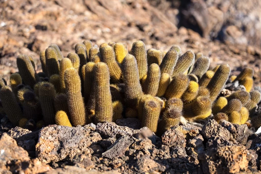 discovering the galapagos cacti