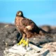 the galapagos hawk symbol