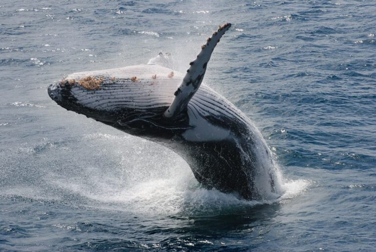 The Importance of Galápagos’ Marine and Terrestrial Ecosystems ...