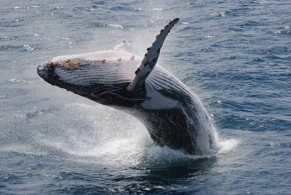 galapagos marine and terrestrial ecosystems