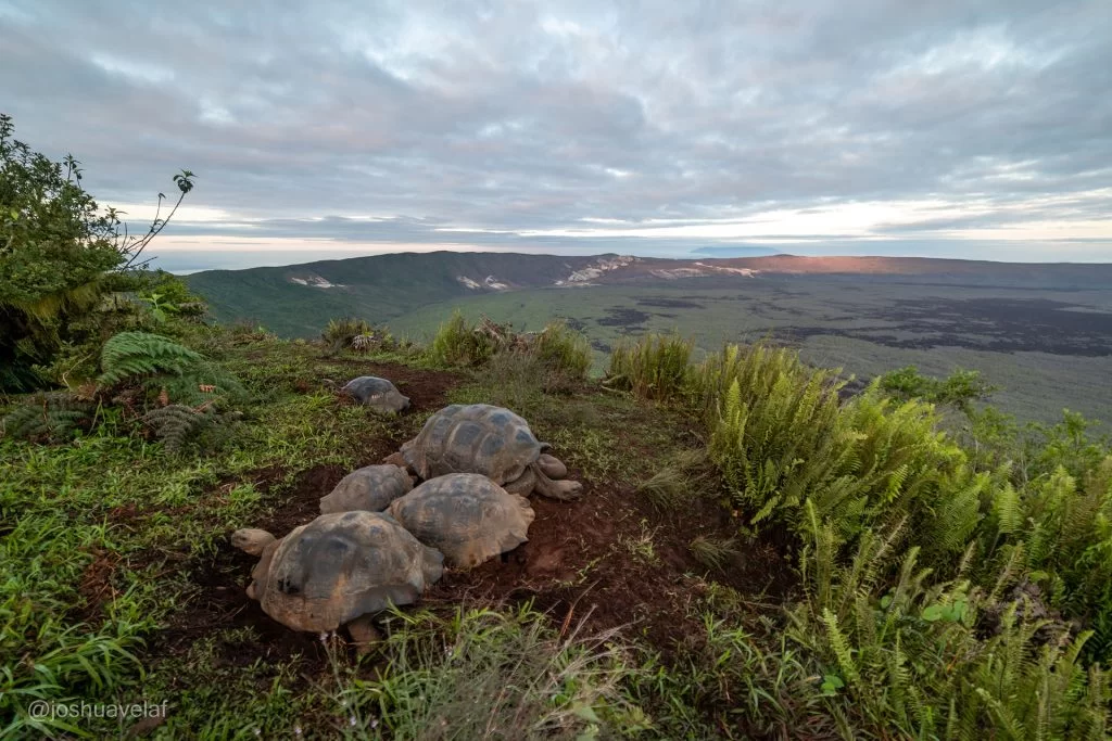 galapagos marine and terrestrial ecosystems