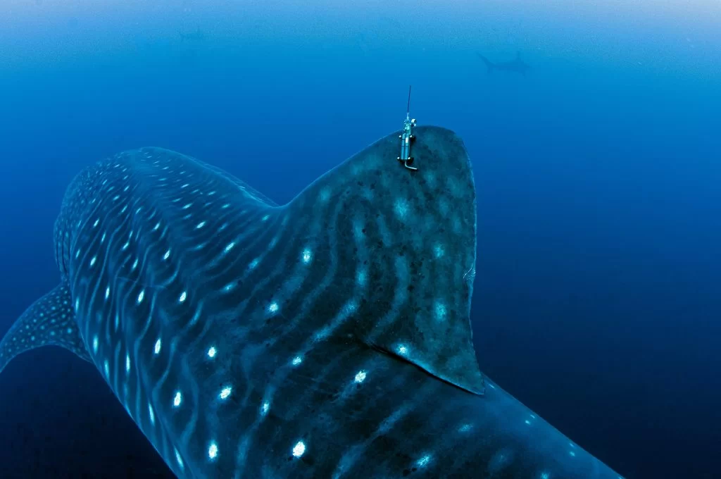 Whale Shark in Galápagos