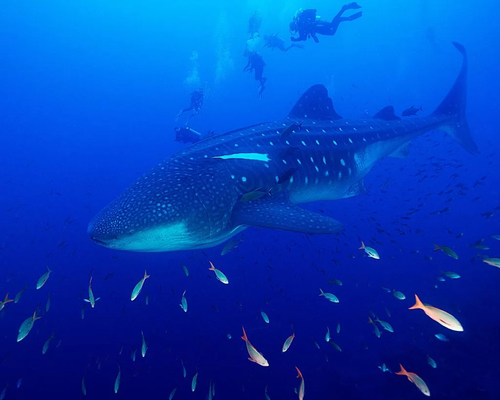 protecting whale sharks in galapagos