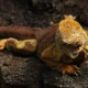 Yellow land iguana