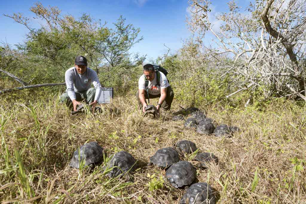 espanola giant tortoise repatriation