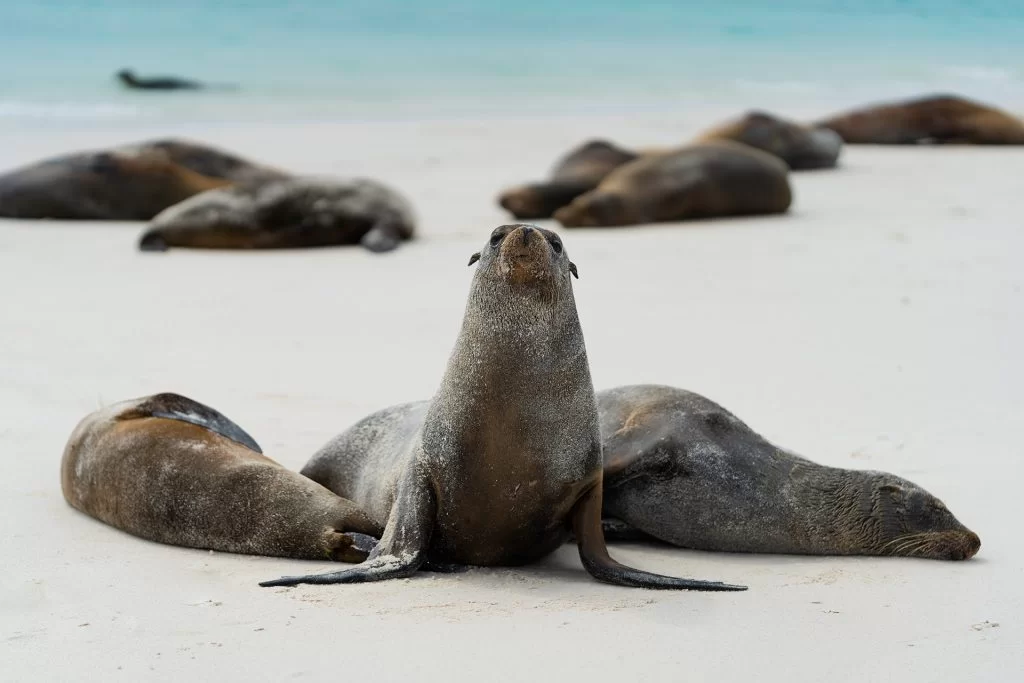 the race to save galapagos