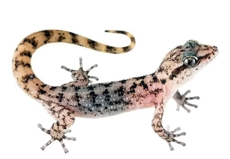 the urgent call to conserve endemic geckos