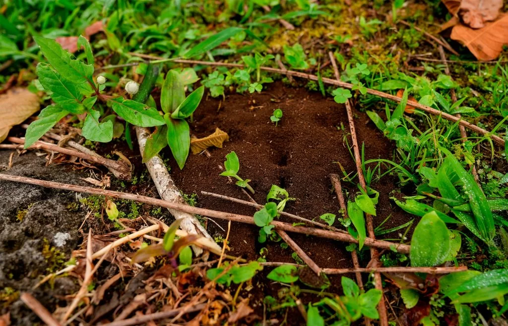 The fight against invasive ants involves early detection and precise measures to conserve the unique biodiversity of the archipelago.