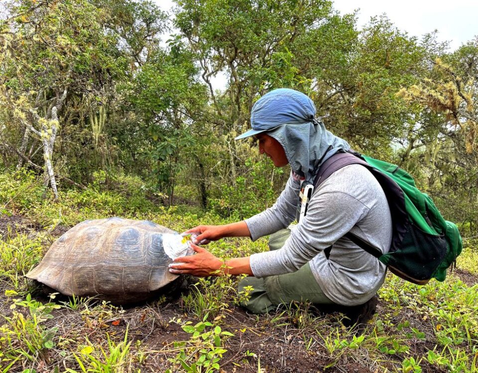 A park ranger attaching a satellite tracking device to a female tortoise at Wolf Volcano.