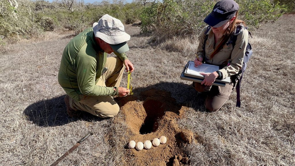 James Gibbs, our President, and Amy Doherty, our Vice President of Operations, collecting tortoises eggs on Santiago Island for transportation to the Breeding and Rearing Center in Santa Cruz.