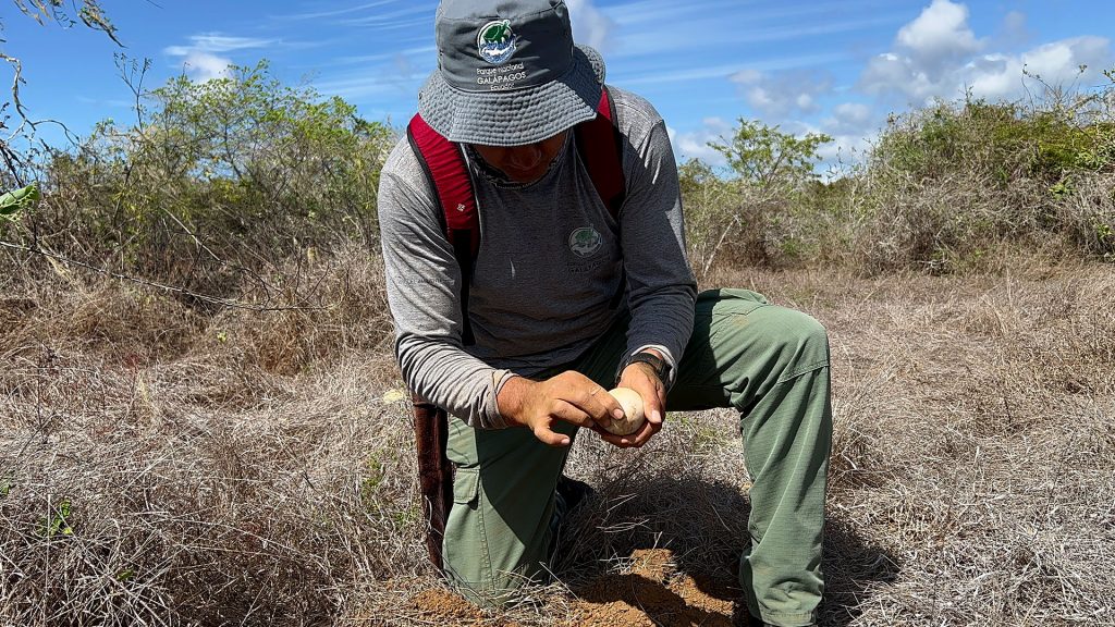 Freddy Villalba, a seasoned park ranger specialized in giant tortoises, meticulously inspects the condition of tortoise eggs before transportation.